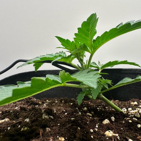 Quick One #1 growlog timeline photo