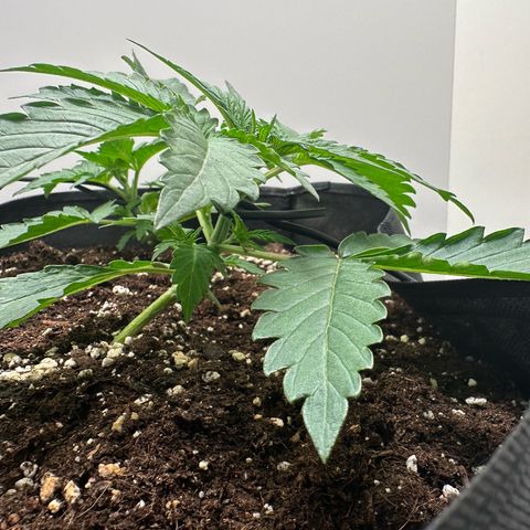 Quick One #2 growlog timeline photo