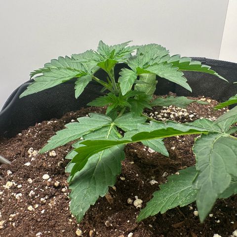 Quick One #1 growlog timeline photo