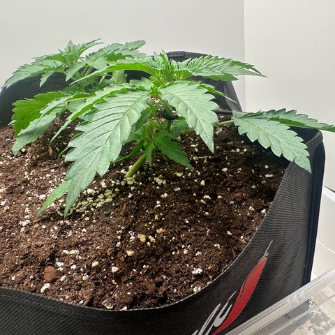 Quick One #2 growlog timeline photo