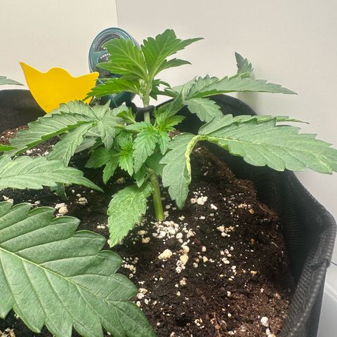 Quick One #1 growlog timeline photo