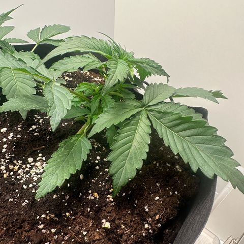 Quick One #2 growlog timeline photo
