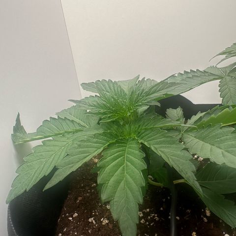 Quick One #1 growlog timeline photo