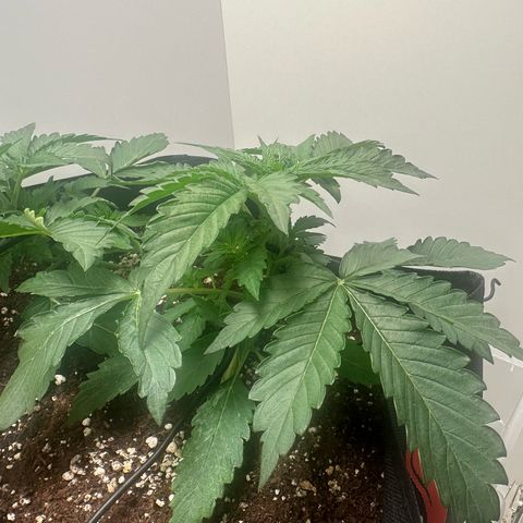 Quick One #2 growlog timeline photo