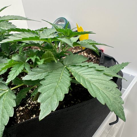 Quick One #1 growlog timeline photo