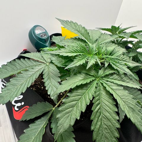Quick One #2 growlog timeline photo