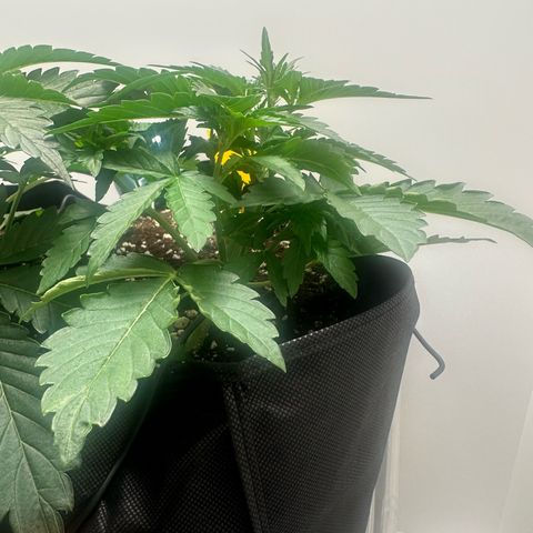 Quick One #1 growlog timeline photo