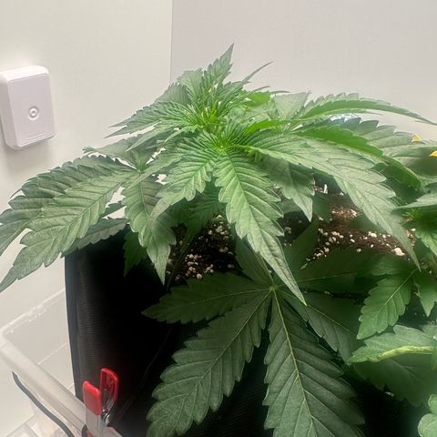 Quick One #2 growlog timeline photo