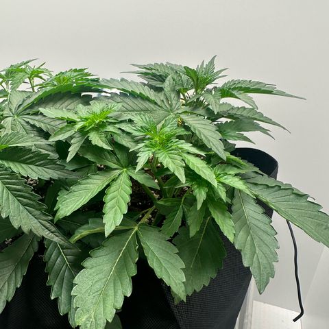 Quick One #1 growlog timeline photo
