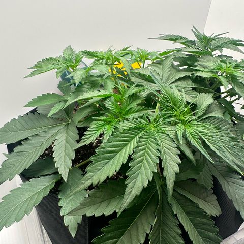 Quick One #2 growlog timeline photo