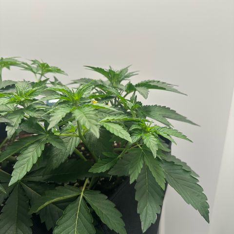 Quick One #1 growlog timeline photo