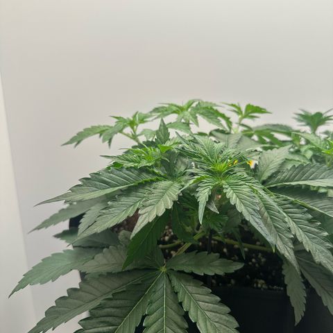 Quick One #2 growlog timeline photo