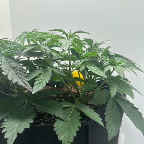 Quick One #1 growlog timeline photo
