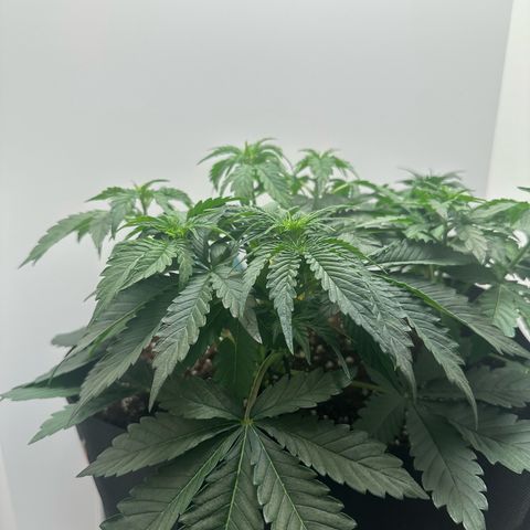 Quick One #2 growlog timeline photo