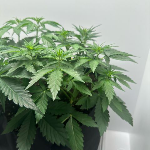 Quick One #1 growlog timeline photo