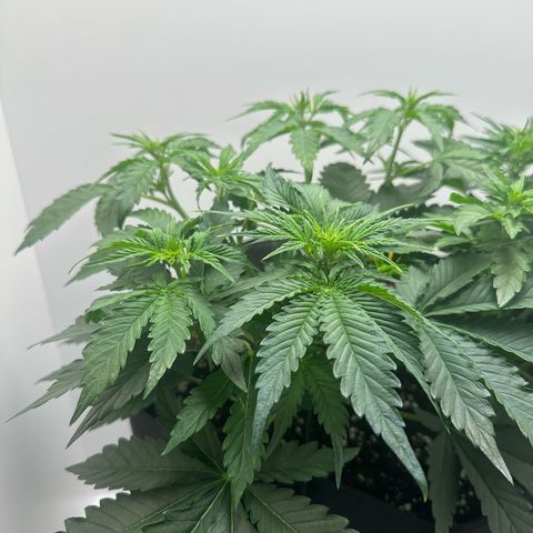 Quick One #2 growlog timeline photo