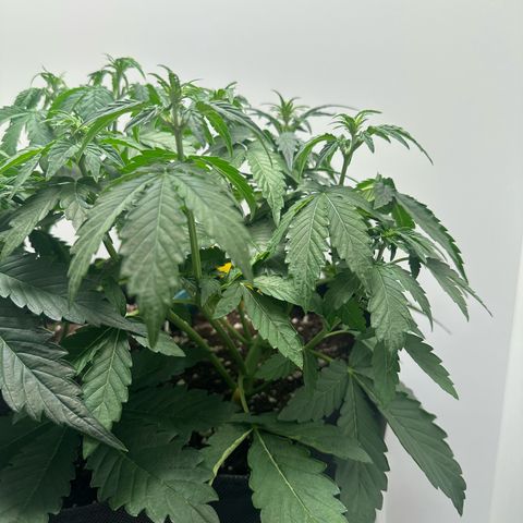 Quick One #1 growlog timeline photo