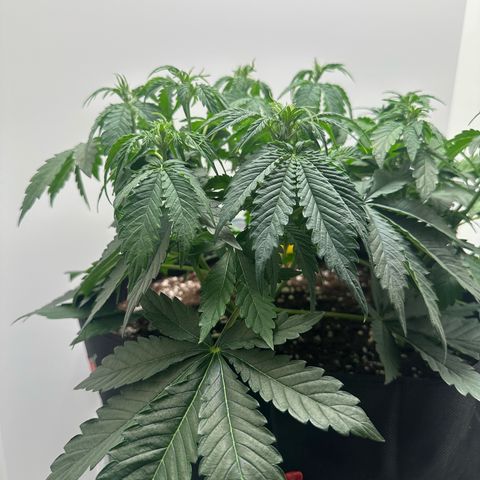 Quick One #2 growlog timeline photo