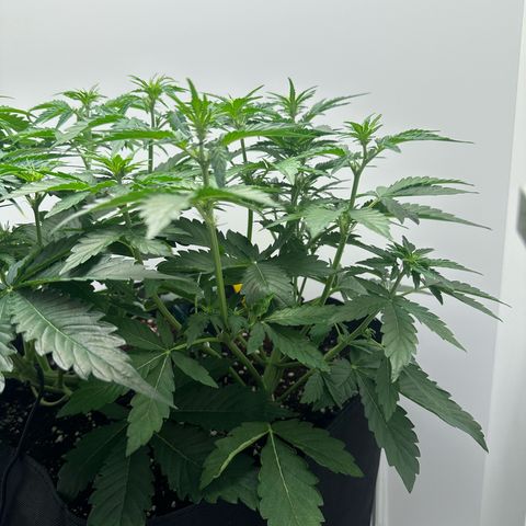 Quick One #1 growlog timeline photo