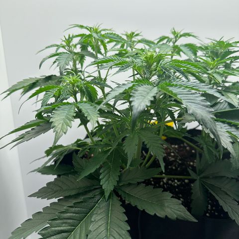 Quick One #2 growlog timeline photo