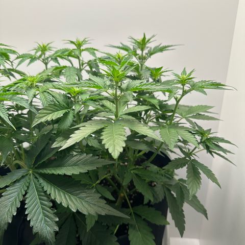 Quick One #1 growlog timeline photo