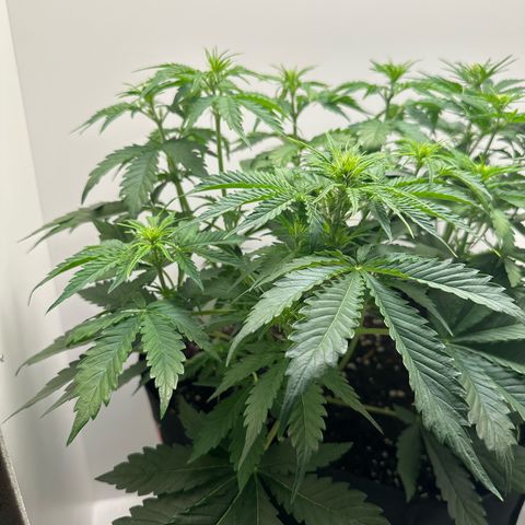 Quick One #2 growlog timeline photo
