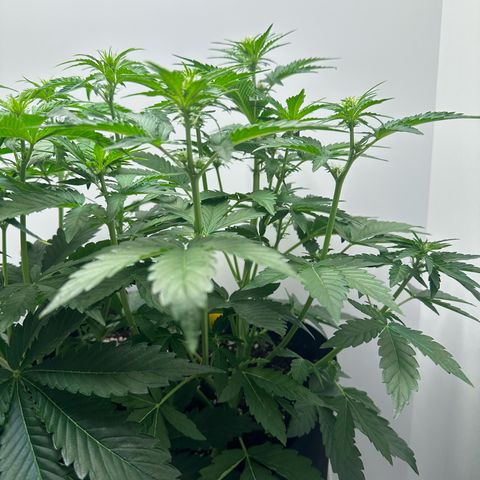 Quick One #1 growlog timeline photo