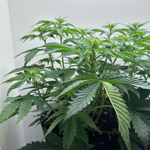 Quick One #2 growlog timeline photo