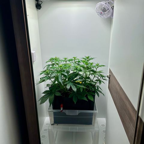 Quick One #2 growlog timeline photo