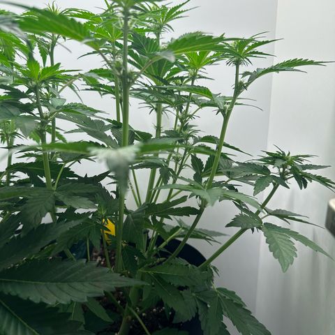 Quick One #1 growlog timeline photo