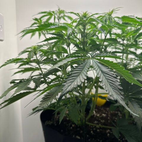 Quick One #2 growlog timeline photo