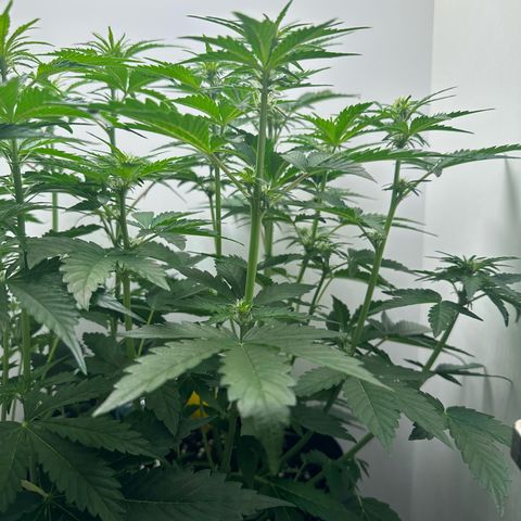Quick One #1 growlog timeline photo