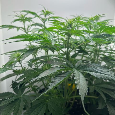 Quick One #2 growlog timeline photo