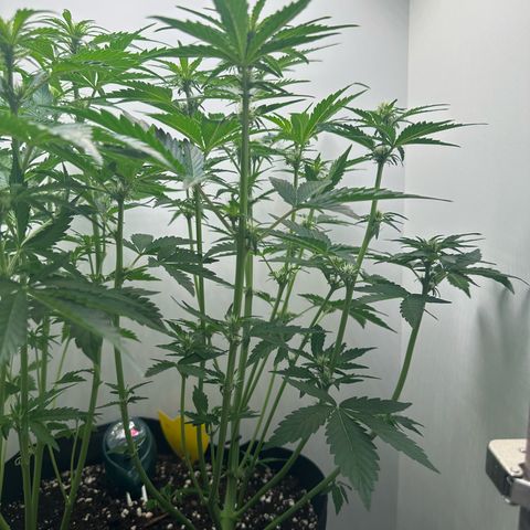 Quick One #1 growlog timeline photo