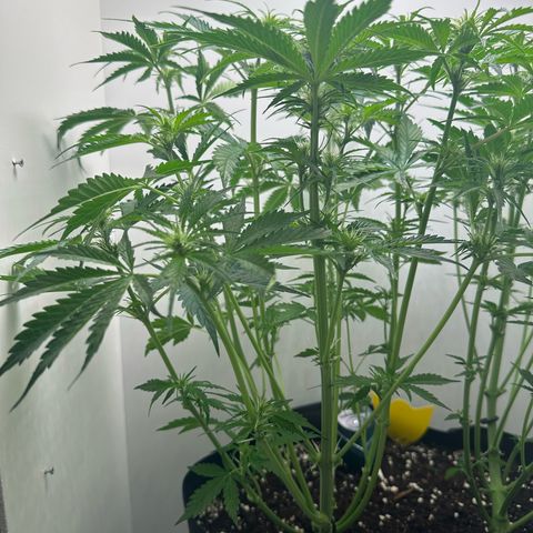 Quick One #2 growlog timeline photo