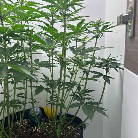 Quick One #1 growlog timeline photo