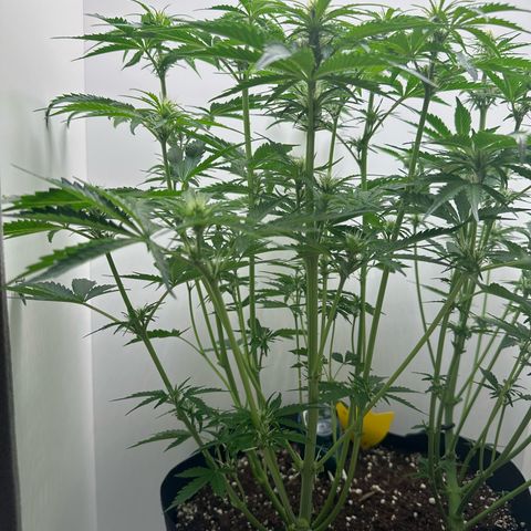 Quick One #2 growlog timeline photo