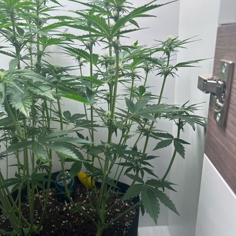 Quick One #1 growlog timeline photo