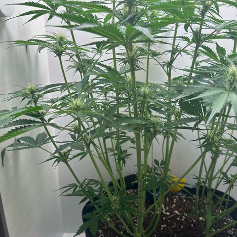 Quick One #2 growlog timeline photo