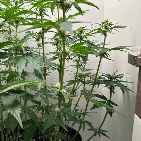 Quick One #1 growlog timeline photo