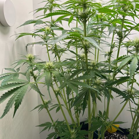 Quick One #2 growlog timeline photo