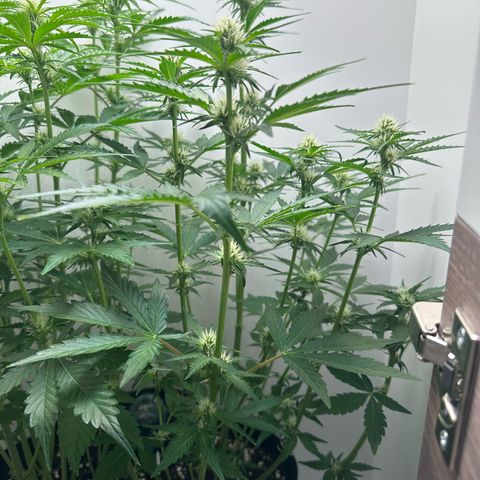 Quick One #1 growlog timeline photo