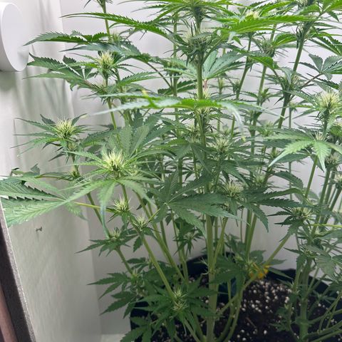 Quick One #2 growlog timeline photo