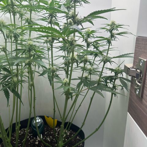 Quick One #1 growlog timeline photo