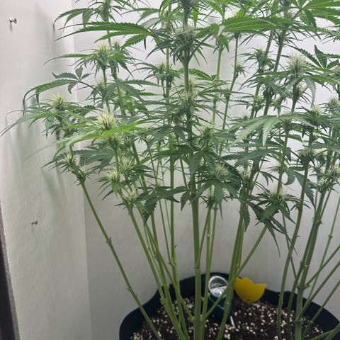 Quick One #2 growlog timeline photo