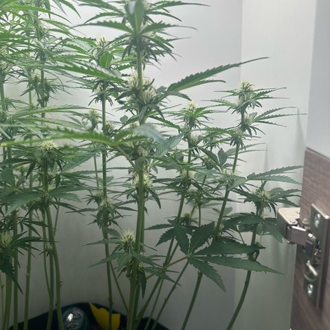 Quick One #1 growlog timeline photo