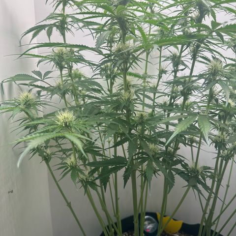 Quick One #2 growlog timeline photo