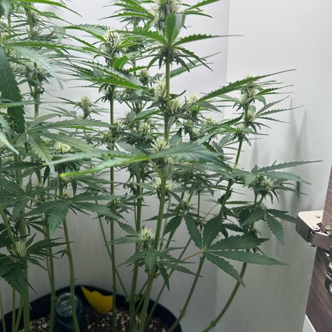 Quick One #1 growlog timeline photo