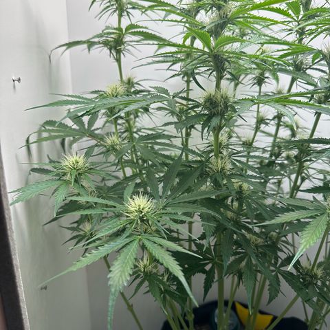Quick One #2 growlog timeline photo