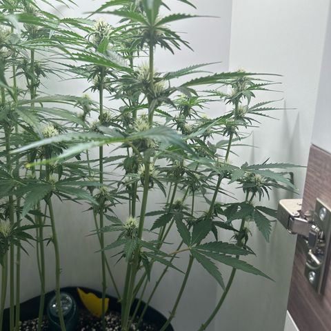 Quick One #1 growlog timeline photo